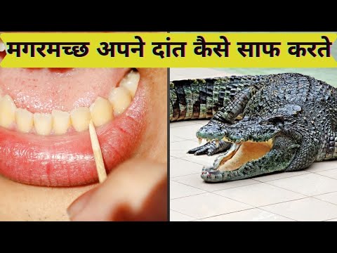 मगरमच्छ अपने दांत कैसे साफ करते हैं / How does crocodiles clean their teeth?