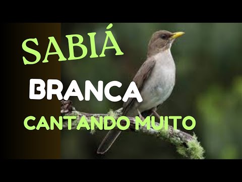 O CANTO DA SABIÁ BRANCA ou Sabiá POCA - YouTube