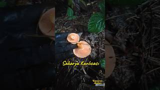 Sakarya Kanlıcası Bunlar