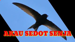 SUARA PANGGIL BURUNG WALET - akau sedot senja | by walet indo chanel