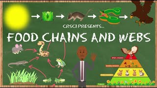 Food Chains, Food Webs, and Energy