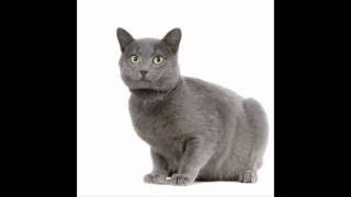 Chartreux Cat