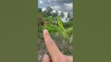 Cách Bắt Con Chuồn Chuồn