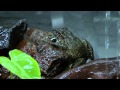 Amphibian Conservation and Research