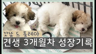 꼬똥 드 툴레아 🐶견생 3개월차 한달간의 성장기록 💫블루 인 캘리포니아∙Blou in California