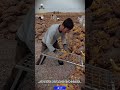 Workers use a steel wire tool that serves to separate the sunflower seeds from the flower head #tool