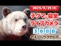 5月25日 子グマの寝室ライブカメラ のぼりべつクマ牧場