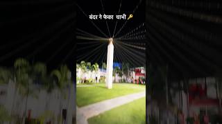 Bandar ne feka Chavi #viral #shorts #trendingshorts #trend #ytshorts