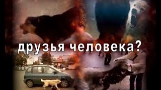 Друзья человека-2.  В чем суть всего происходящего?