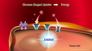 The Role of Insulin in the Human Body