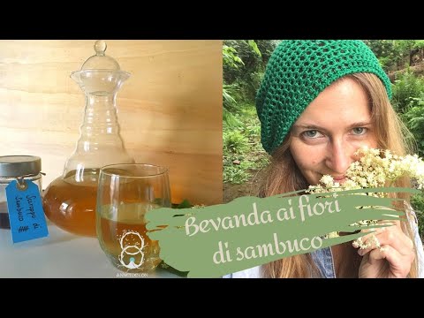 Sambuco: tradizioni, raccolta e bevanda ai fiori di sambuco