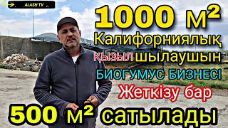 видео: 1000 м² Калифорниялық қызыл шылаушын. Биогумус бизнесі. 500 м² сатамын. Шымкент Бозарық +77011520802 картинка: 1000 м² Калифорниялық қызыл шылаушын. Биогумус бизнесі. 500 м² сатамын. Шымкент Бозарық +77011520802