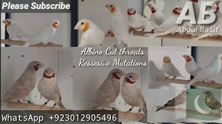 Albino Cutthroats Mutations | Annalisa Saccani Breeder From Italy | Recessive Gene Ribbon Finches