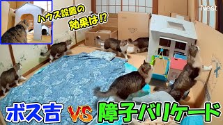 子猫部屋の障子が破られる件で、対策後に見守りカメラが記録していたその後の様子がこちらです🐈【ボス吉VS障子バリケード改】