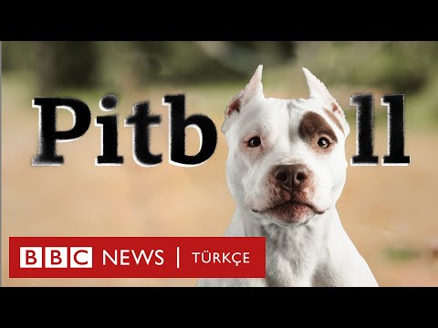 Pitbull ve 'tehlikeli ırklar' neden saldırır? Suç köpekte mi?