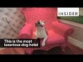 This is the world's most luxurious dog hotel