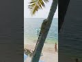 Jaw-Dropping Encounter🦎😱Massive Iguana Takes Over Florida Keys Resort! #floridakeys #travelshorts