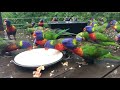 Rainy morning Feathered babies 🌧🐦☔️🌈