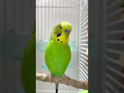 Happy budgie sounds 🥰💚💛✨ #budgielife #parakeet #shorts