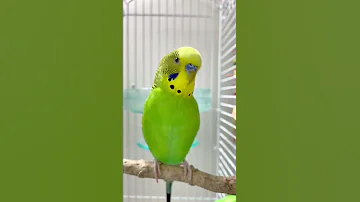 Happy budgie sounds 🥰💚💛✨ #budgielife #parakeet #shorts