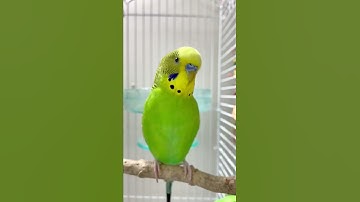 Thumbnail of Happy budgie sounds 🥰💚💛✨ #budgielife #parakeet #shorts
