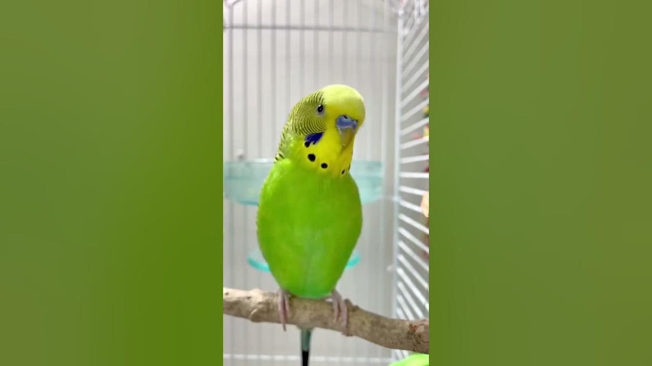 Happy budgie sounds 🥰💚💛✨ #budgielife #parakeet #shorts