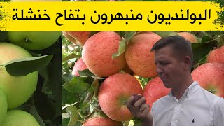 خبراء بولنديون يشيدون بنوعية تفاح منطقة بوحمامة بخنشلة ويوقعون بروتوكول تعاون مع مزارعين جزائريين
