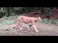 Mountain lion near Monterrey #shorts  #bigcat  #monterrey  #trailcam