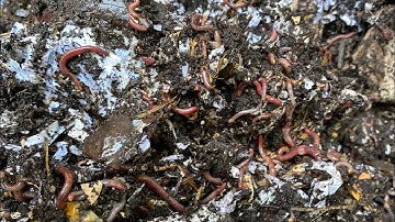 Composting with Craig Ep 211: 2500+ Red Wiggler Worms Eating Through a Garbage Can Bin