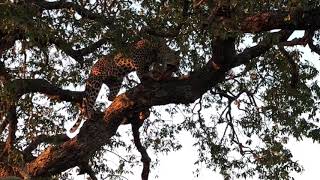 Female Leopard Gobbling On a Tree