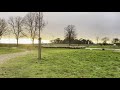 Sheep being herded into a field by sheep dogs at canford sang