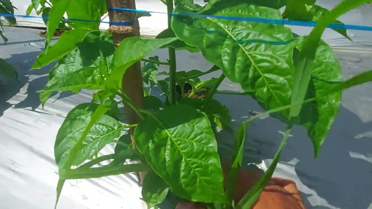 Cabe Ori Sniper Usia 30 Hst