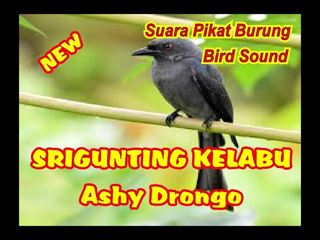 SUARA PIKAT SRIGUNTING RIBUT | SUARA PIKAT SRIGUNTING ABU ABU | PART 2 class=