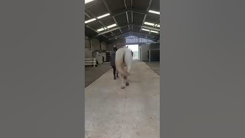 Toffee Dynamic Assessment Trot Caudal View