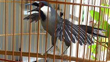 Khướu bạc má HÓT MÚA cực hay kích khướu nhà bạn căng lửa hót múa theo | Luyện khướu hót múa mỗi ngày