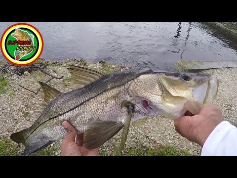 What Happened To This Snook? (Snook and Peacock Bass Fishing)