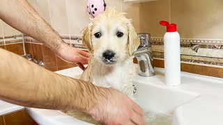 Golden Retriever Puppy Gets First Bath [Cutest Video Ever]