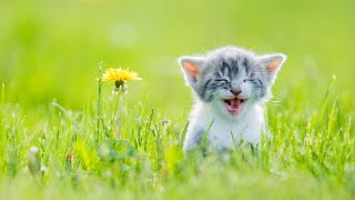 cut and lovely cats picture |  animals video