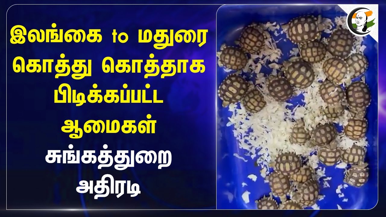 Srilanka to Maduai..  கொத்து கொத்தாக பிடிக்கப்பட்ட ஆமைகள் சுங்கத்துறை அதிரடி | Srilankan Airlines