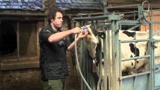 Cattle stomach pump
