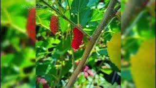 Buah Murbei Dengan segala Manfaatnya!