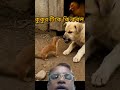#fishing #fannydog #animalvideos #sharkfeeding