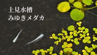 ジェックス グラステリアメダカ 上見 スモークガラス採用 4面 メダカ室内飼育用水槽 上から眺めるタイプの価格と最安値 おすすめ通販を激安で ジェックス グラステリアメダカ 上見 スモークガラス採用 4面 メダカ室内飼育用水槽 上から眺めるタイプの価格と最安値 おすすめ通販を激安で