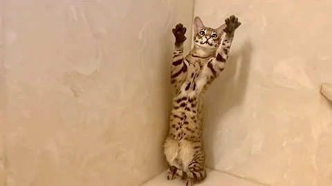Video 11200591: savannah cats love, savannah cat playing, funnycats savannahcat, funnycats cutecats, cat shower, cute cat