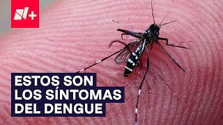 ¿Cuáles son los síntomas del dengue? - N+