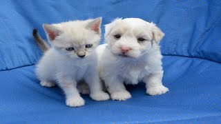 funny animal cute cat and dog open water swimming meenu world natura
