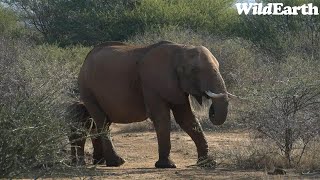 WildEarth - Sunrise Safari -  28 July 2023