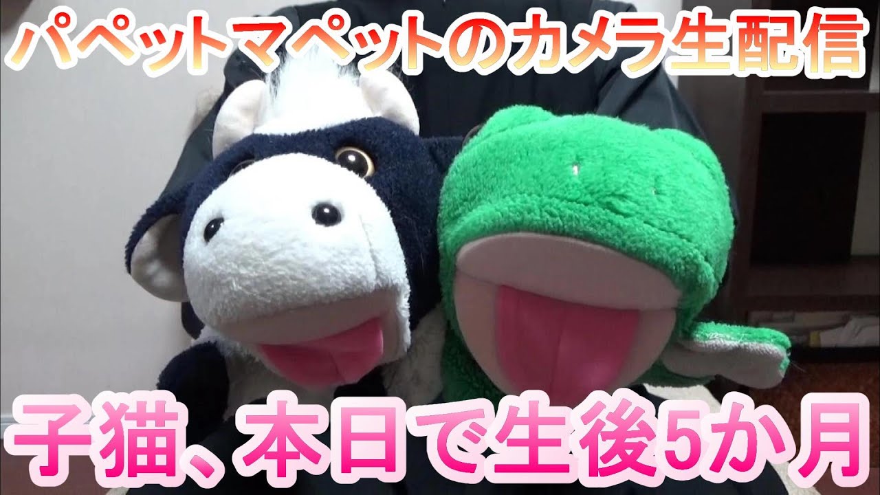 パペマペカメラ 祝 生後5か月 子猫かりんをパペットマペット家からリアルタイムでお届け うしとカエルの子猫見守りカメラ生配信 保護 Youtube
