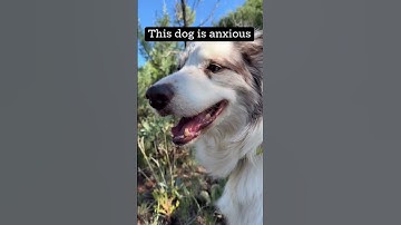 Dog Body Language  #dogtraining #dogbehavior