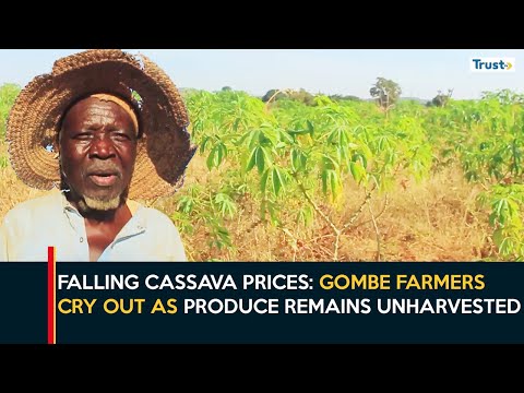 Falling Cassava Prices: Gombe Farmers Cry Out as Produce Remains Unharvested
